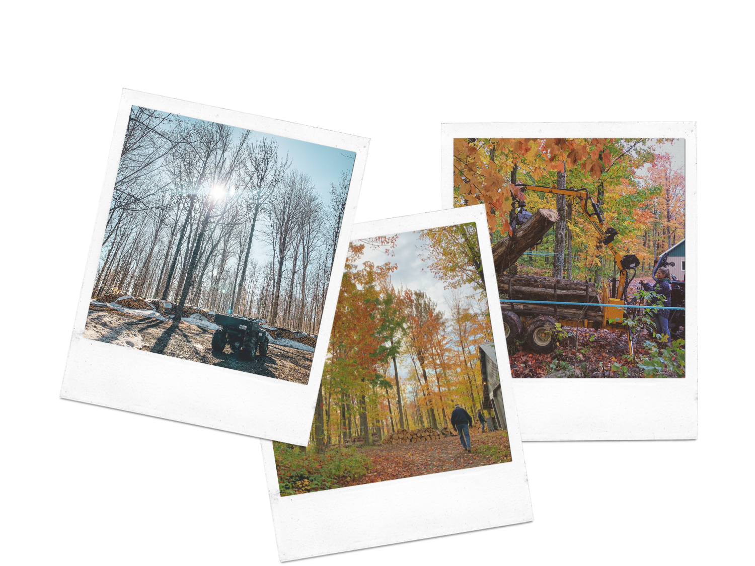trois photos polaroid de la forêt à la cabane à sucre